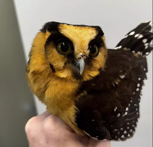 Coruja rara é resgatada em Jaraguá do Sul e devolvida à natureza